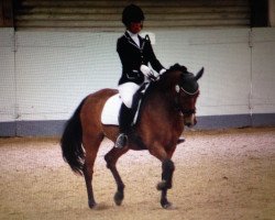 Springpferd Valentino 241 (Deutsches Reitpony, 2002, von Viktor)