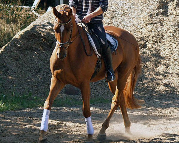 Dressurpferd Mylo AS (Hannoveraner, 2010, von Mont du Cantal AA)