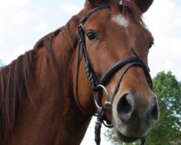 horse Trojano (Trakehner, 2010, from Rheinklang)