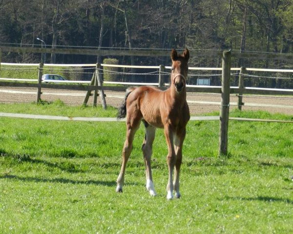 horse Karlo (Oldenburg, 2015, from Krack C)