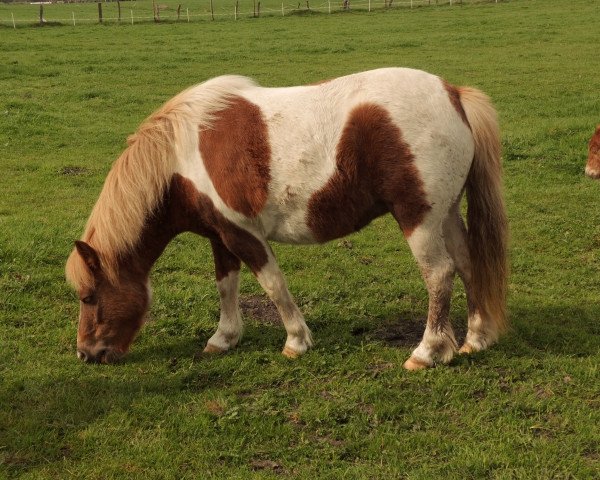 broodmare Daisy (Shetland Pony, 2009, from Heros van Heeselt) broodmare Daisy (Shetland Pony, 2009, from Heros van Heeselt)