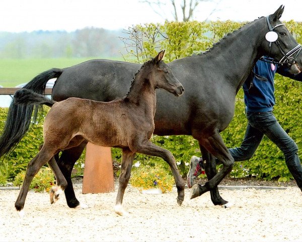 broodmare Rasante (Oldenburg, 2015, from Damsey FRH)
