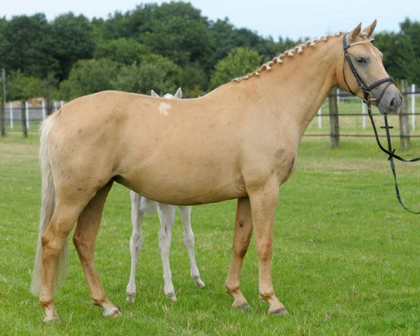 broodmare Hilkens Magic Gold (Westphalian,  , from Magic Memphis)