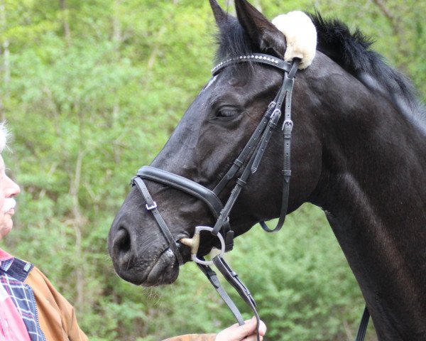 dressage horse Corleone P (Hanoverian, 2003, from Conteur)
