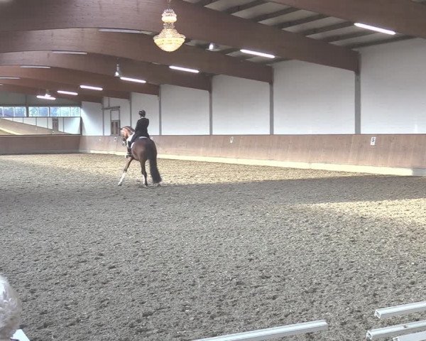 Reitturnier Gut Hohenkamp / Dorsten 2020