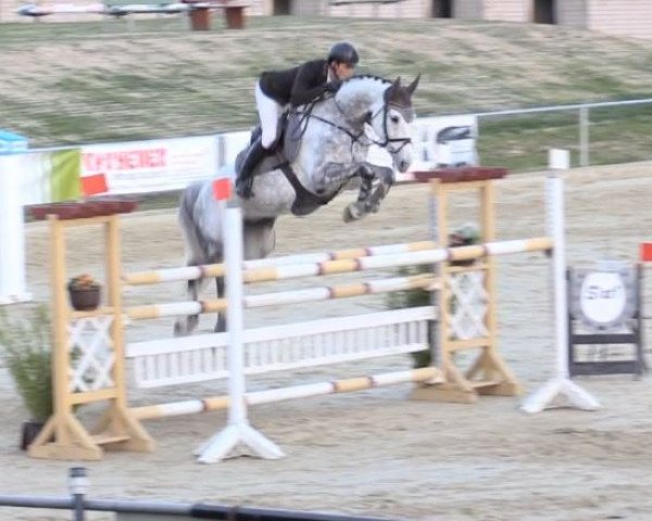 jumper Camira 98 (Westphalian, 2009, from Cristallo I)