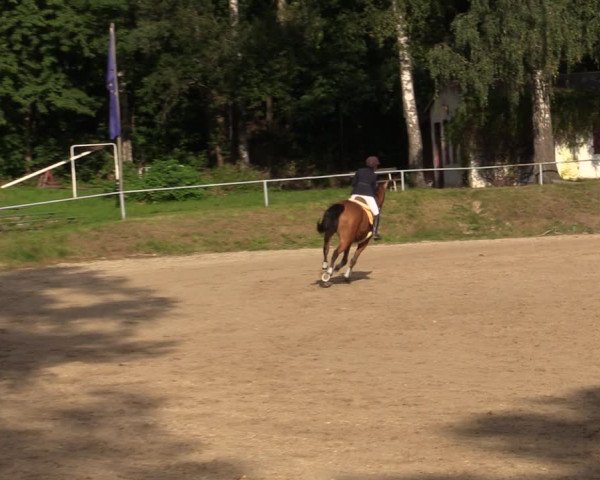 Reitturnier Lgl.-Oberhain, B95 2021