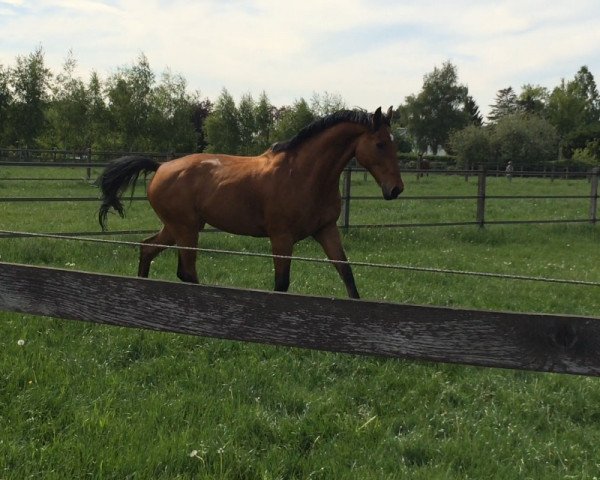 Pferd Caruso 382 (Holsteiner, 2003, von Contender)