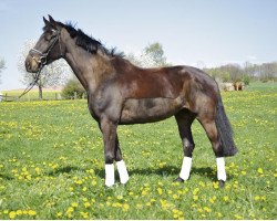 jumper Corona 91 (Hanoverian, 2005, from Chasseur II)