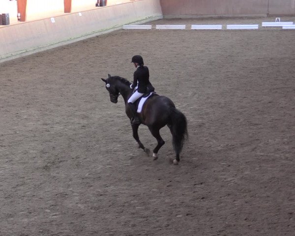 Reitturnier Dortmund-Barop 2020