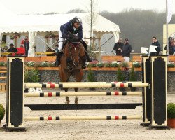 jumper Atlanta 524 (KWPN (Royal Dutch Sporthorse), 2007, from Al Pacino W)