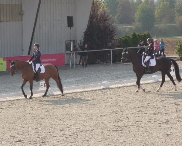 Reitturnier Ehningen 2020