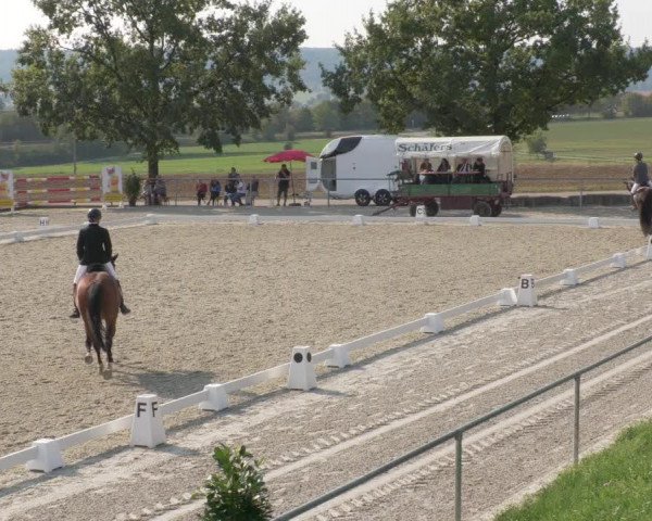 Reitturnier Ehningen 2020