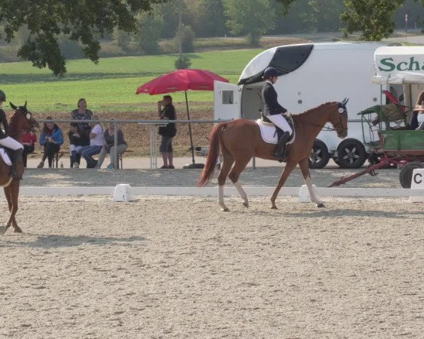 Reitturnier Ehningen 2020