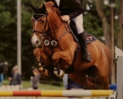 jumper Pinerolo 3 (Selle Français, 2003, from Gold de Becourt)