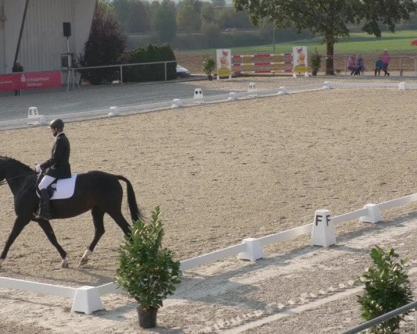 Reitturnier Ehningen 2020