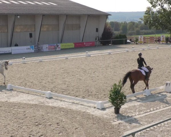 Reitturnier Ehningen 2020