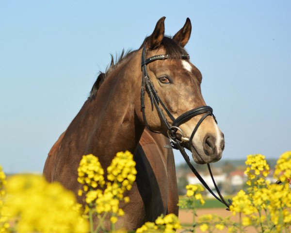Zuchtstute Rosalie 200 (Deutsches Reitpony, 2006, von Danny Gold)