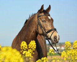 broodmare Rosalie 200 (German Riding Pony, 2006, from Danny Gold)
