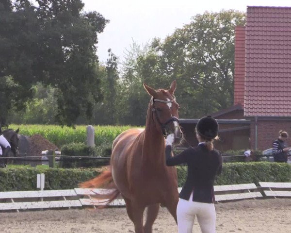 Reitturnier Ochtrup 2020