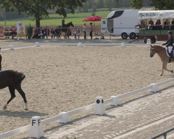 Reitturnier Ehningen 2020