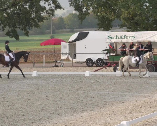 Reitturnier Ehningen 2020