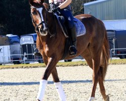 broodmare Jana 249 (Westphalian, 2008, from Jazz Rubin)