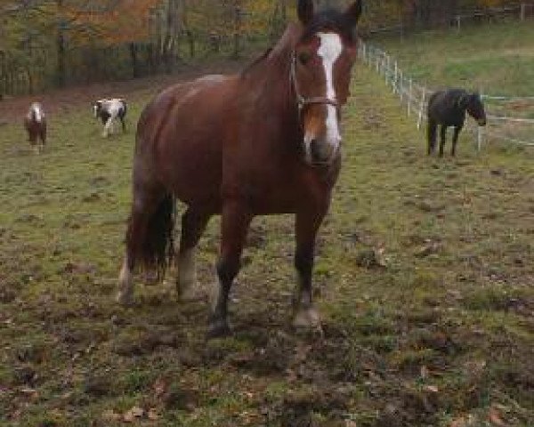 Pferd Toni (Süddeutsches Kaltblut, 2008, von Ramsgeist) Pferd Toni (Süddeutsches Kaltblut, 2008, von Ramsgeist)