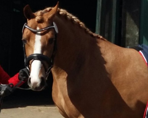 Dressurpferd Aarubinio (Deutsches Reitpony, 2012, von Arongo N)