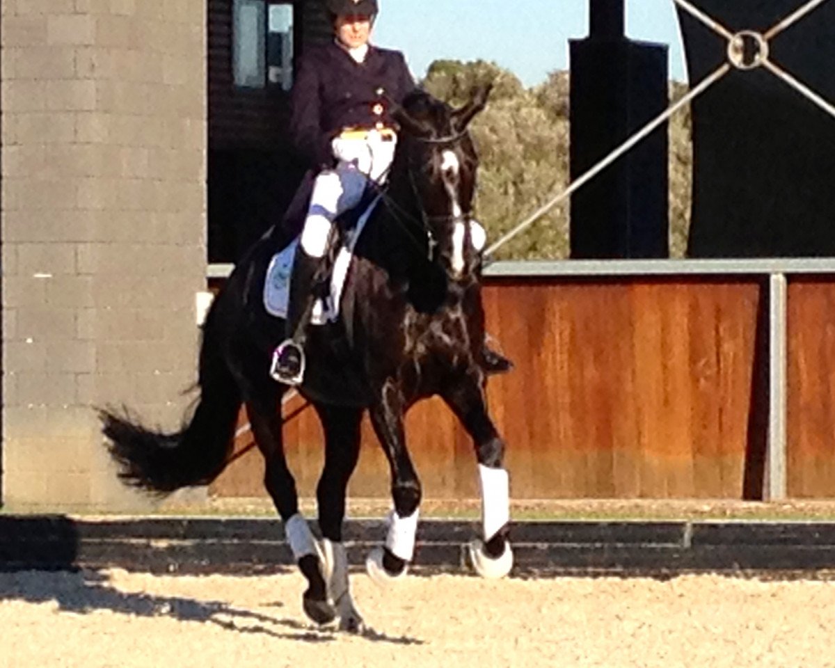 broodmare Taiga 297 (Oldenburg, 2006, from Don Schufro)