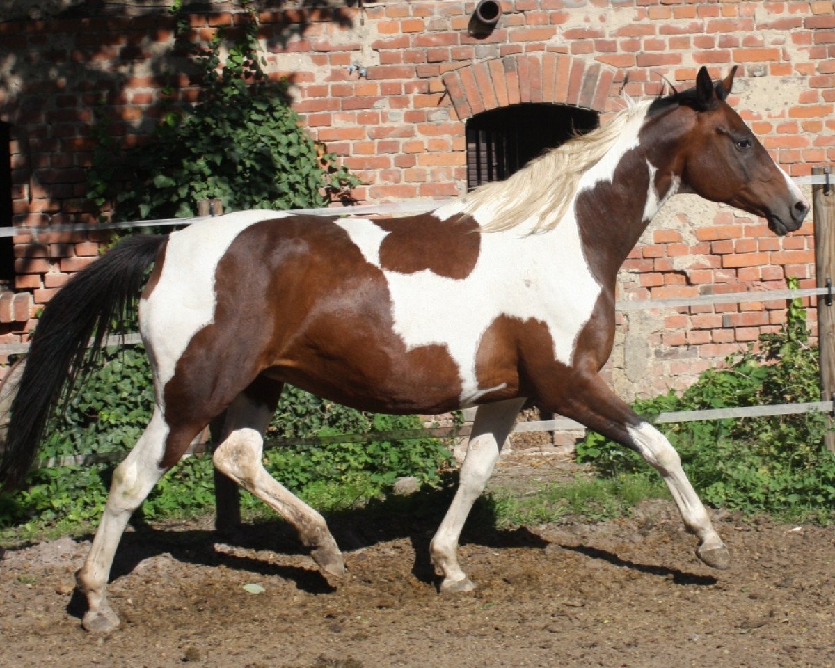 Zuchtstute Simsalabim GF (Deutsches Reitpferd, 1995, von Sinclair B)