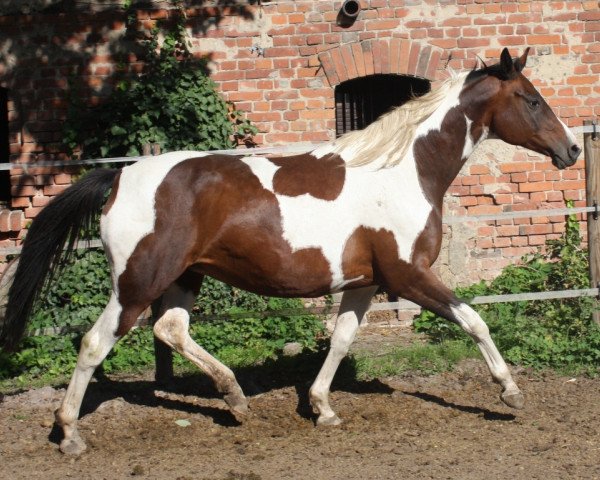 broodmare Simsalabim GF (German Warmblood, 1995, from Sinclair B)