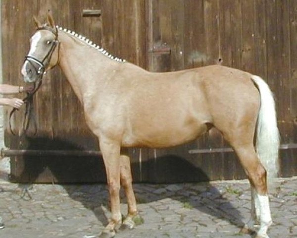 Zuchtstute Mara GF (Zweibrücker, 1993, von Malteser Gold)