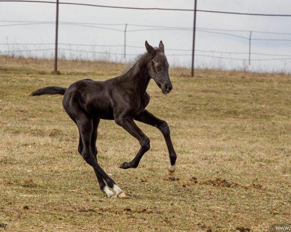 horse Hanan (Akhal-Teke, 2015, from Makka) horse Hanan (Akhal-Teke, 2015, from Makka)