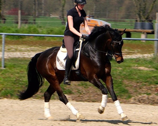 dressage horse Faenome JK (Westphalian, 2010, from Fifty Cent)