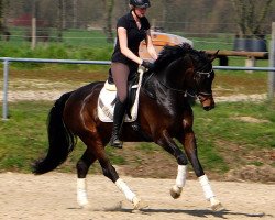 dressage horse Faenome JK (Westphalian, 2010, from Fifty Cent)
