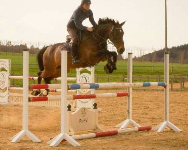 Jumper Ludowig (Oldenburger, 2005, from Ludwig von Bayern 168 FIN)