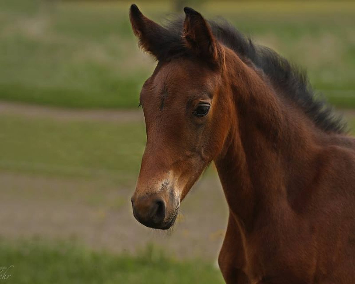 horse Monte Cain's Mike (German Sport Horse, 2015, from Monte Cain)