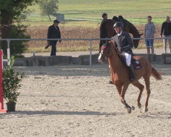 Reitturnier Ehningen 2020