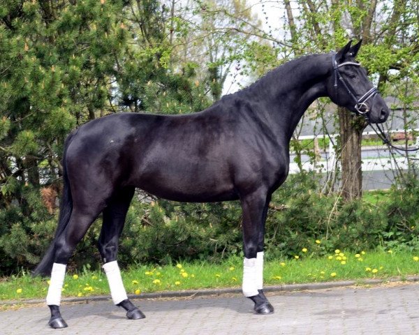 horse Moritz (Hanoverian, 2011, from St. Moritz)