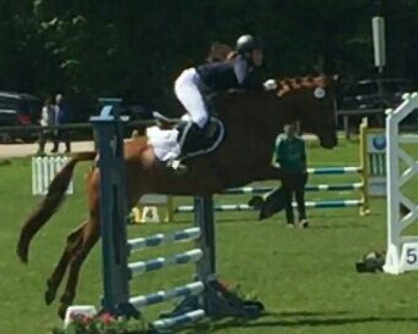 jumper Homera (Trakehner, 2010, from Le Rouge 7)