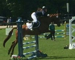 jumper Homera (Trakehner, 2010, from Le Rouge 7)