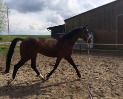 horse Buddy (Mecklenburg, 2012, from Bertolini)