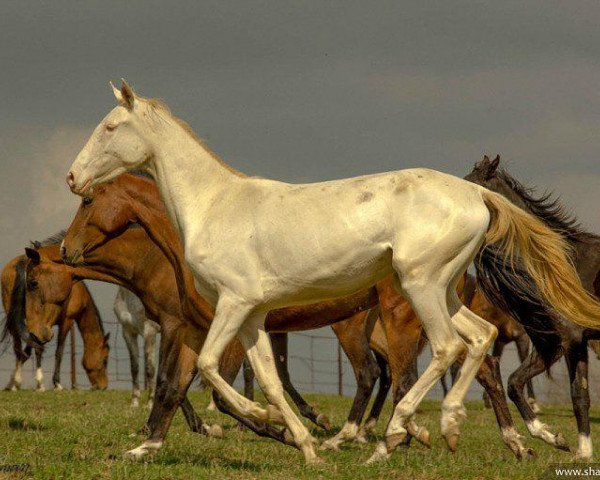 horse Aysis (Akhal-Teke, 2013, from Saivan)