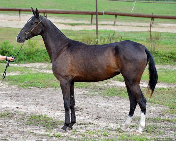 horse Hasti (Akhal-Teke, 2012, from Saivan)