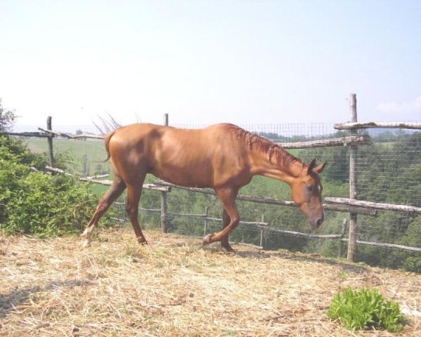Pferd Alexia (Achal Tekkiner, 2000, von Muzar)
