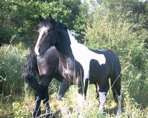 stallion Jackaro de Finca Barroco (Pinto, 2005, from Marvyn Star)