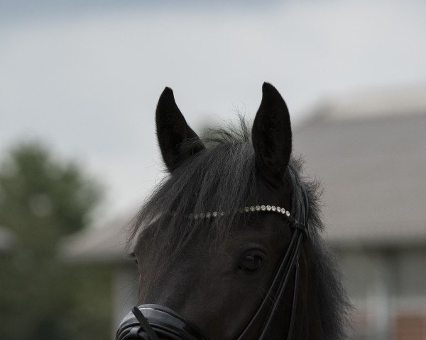 horse Don Darko GS (German Riding Pony, 2018, from Dark Dornik)