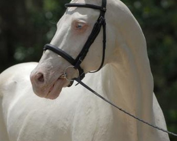 stallion Agilas (Akhal-Teke, 1985, from Ararat) stallion Agilas (Akhal-Teke, 1985, from Ararat)