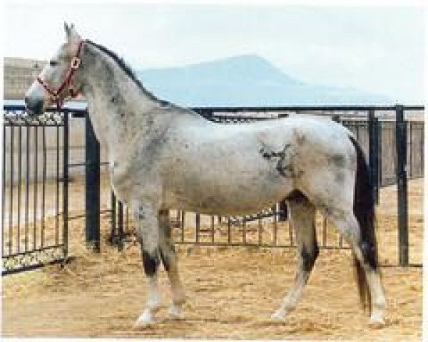 Deckhengst Akbelek (Achal Tekkiner, 1988, von Alvan) Deckhengst Akbelek (Achal Tekkiner, 1988, von Alvan)
